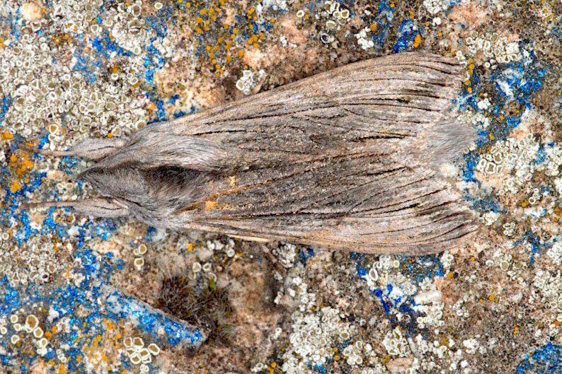 Noctuidae - Cucullia cfr. chamomillae